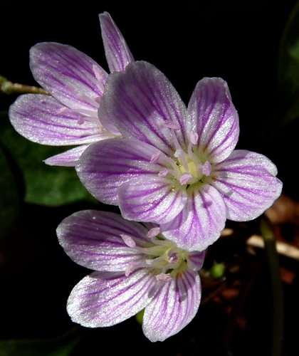 {Claytonia caroliniana}